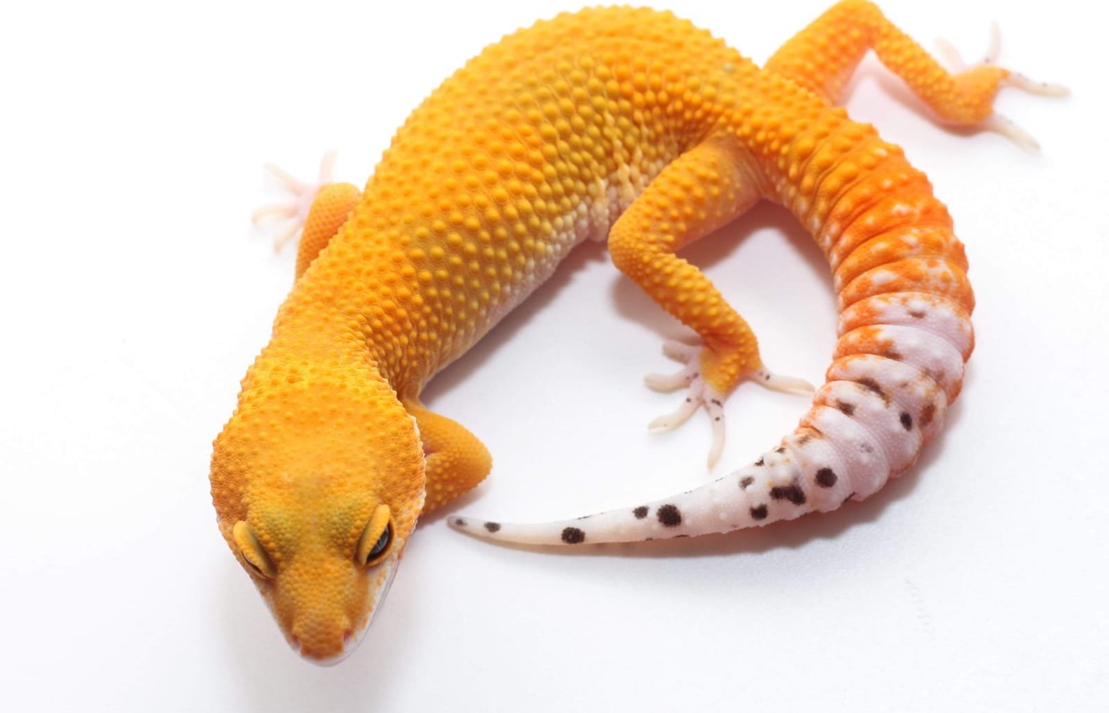 Hypo/Super Hypo – Leopardgecko24